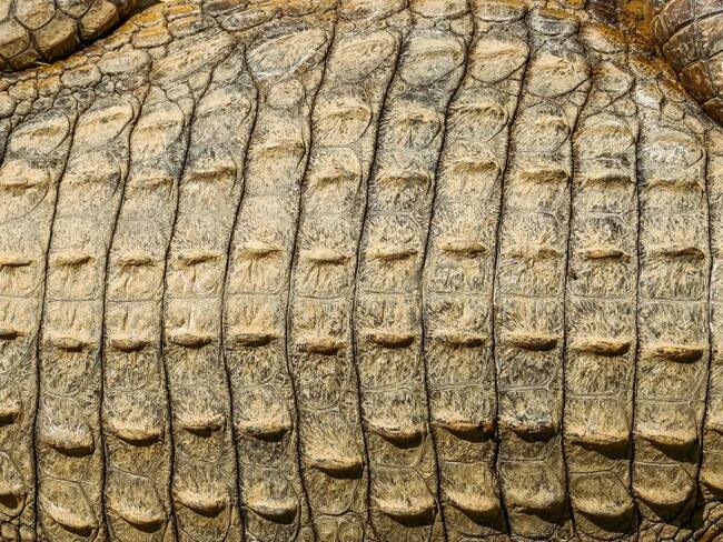 Más de 1 millón de dólares quedó debiendo Nancy González a su proveedor