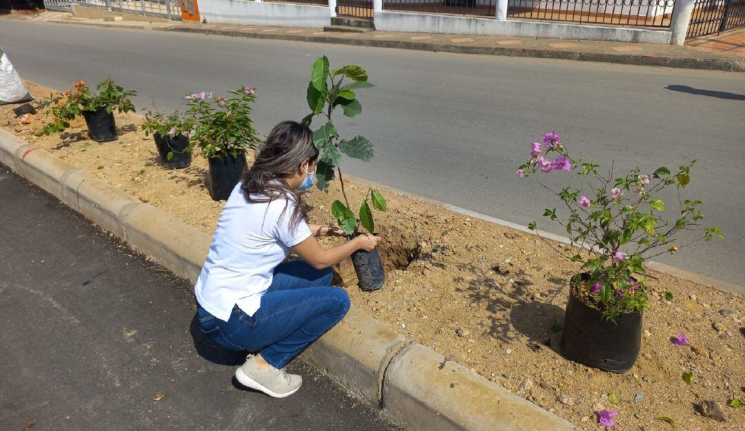 A la fecha se tienen sembrados cerca de 27 mil árboles en las diez comunas de la capital.
