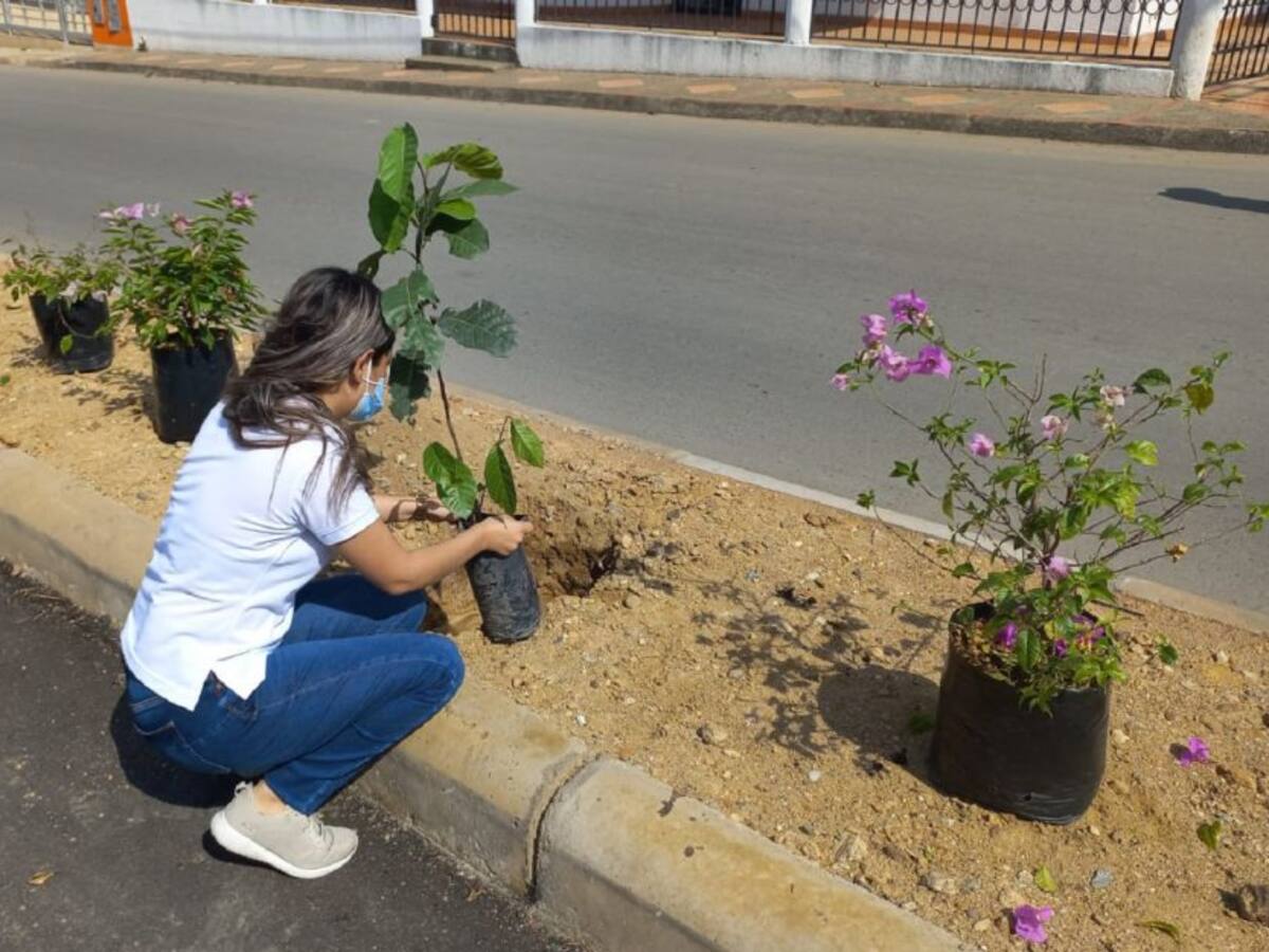 Neiva una de las ciudades con más árboles sembrados