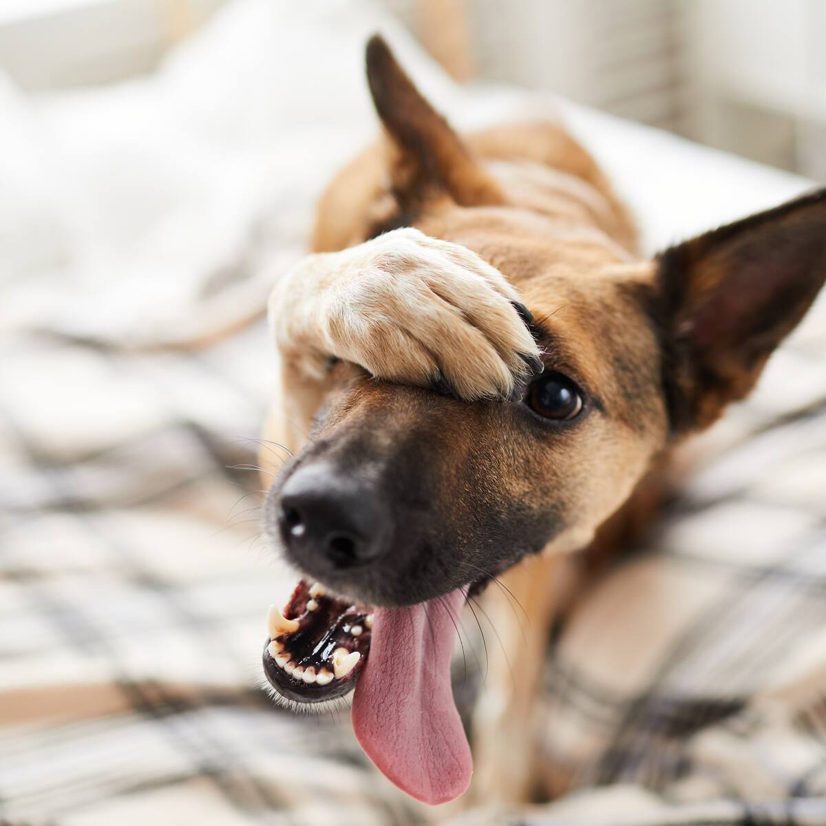 Cinco cosas de los perros que no sabía: la tercera lo sorprenderá