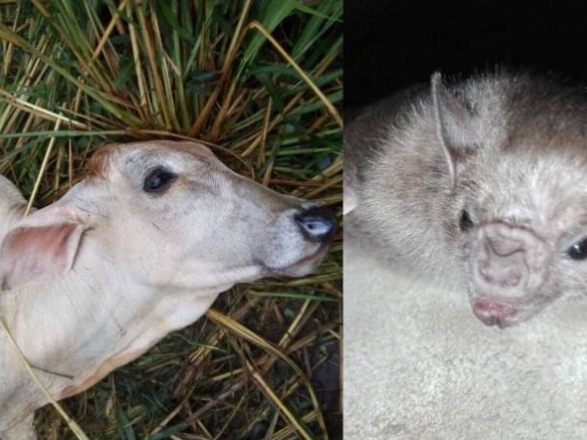 ICA alerta por nuevos brotes de rabia silvestre