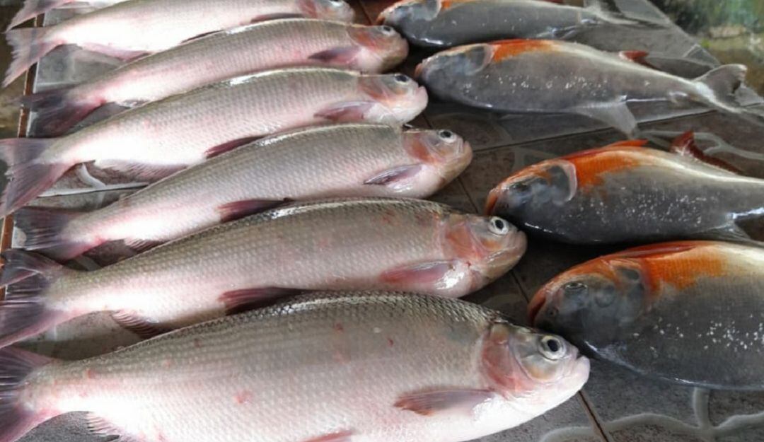 Cachamas en Caquetá.