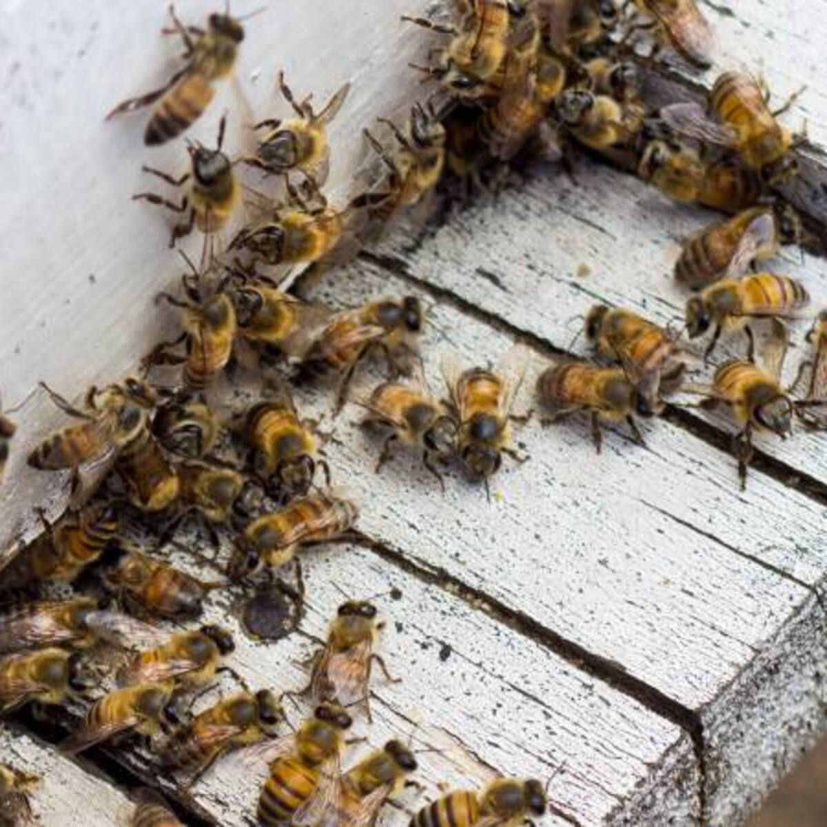 Un enjambre de abejas volvió a atacar en un colegio de Puerto Boyacá