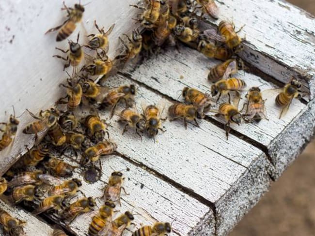 Un enjambre de abejas volvió a atacar en un colegio de Puerto Boyacá