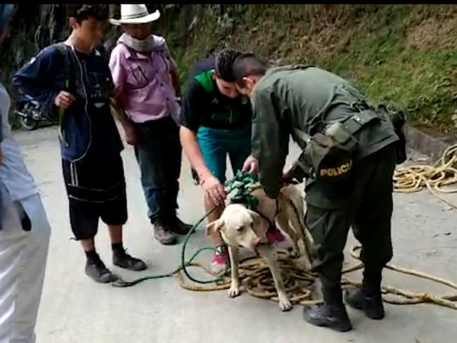 Mono es rescatado por patrulleros de Marulanda
