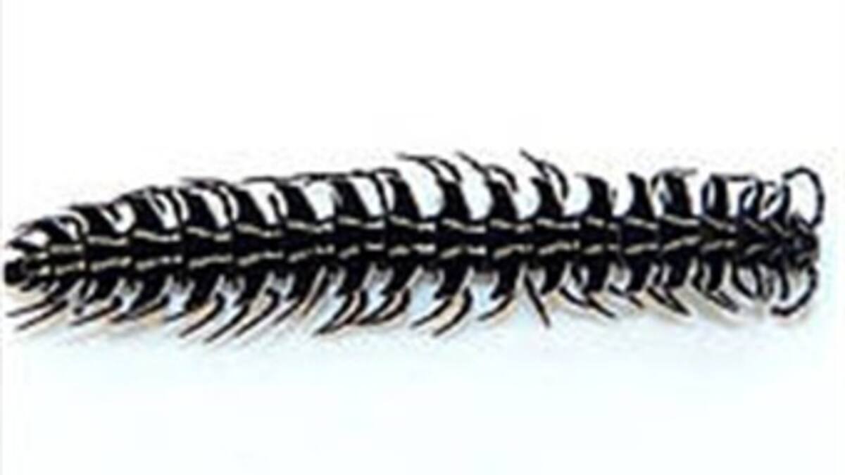 Descubren milpiés que alberga musgo en su cuerpo