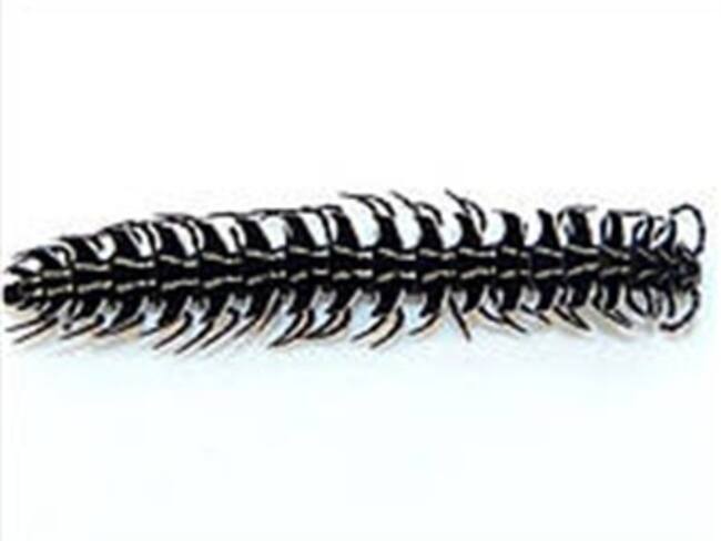 Descubren milpiés que alberga musgo en su cuerpo