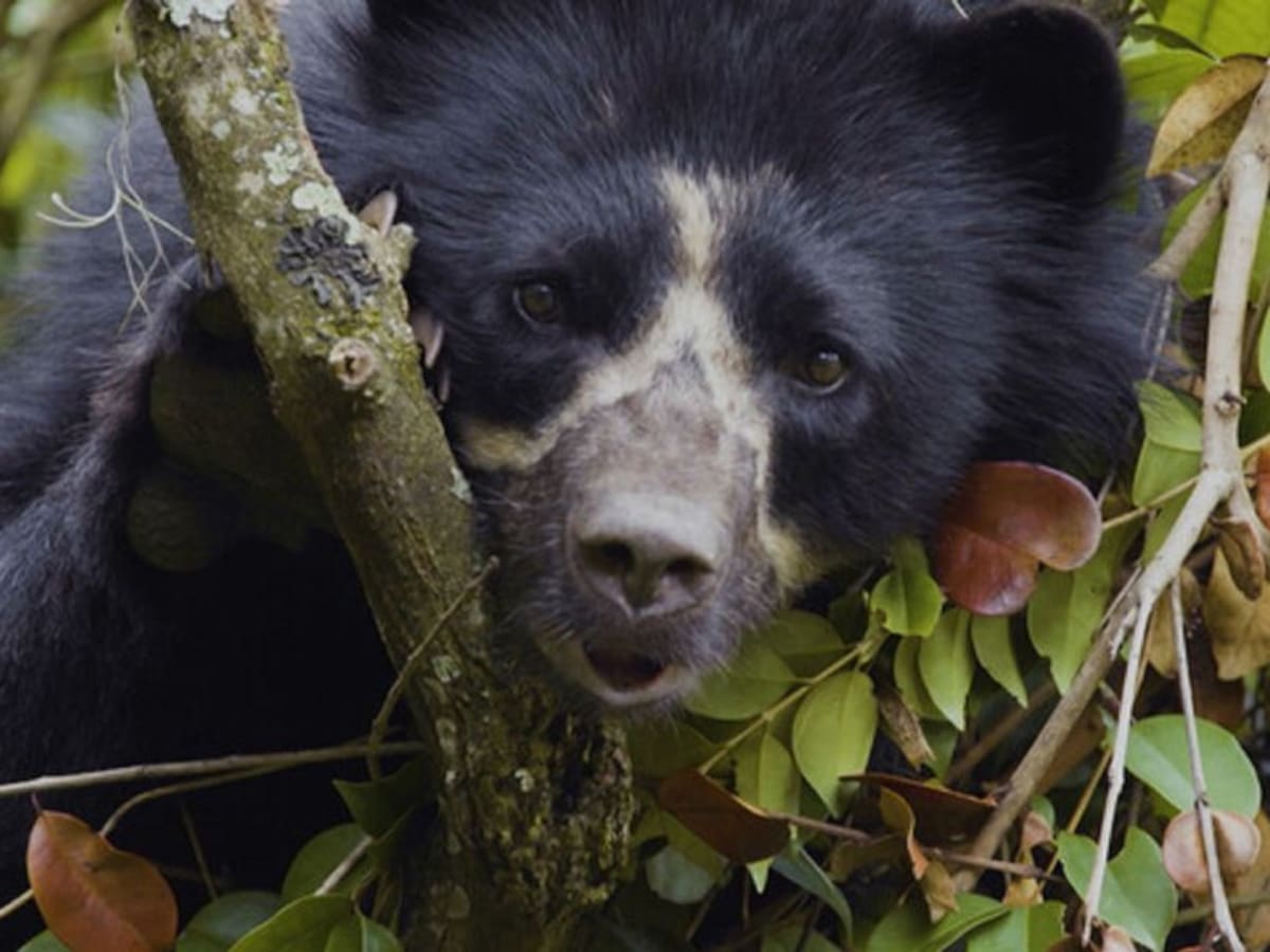 Oso de anteojos estaría en peligro por cazar un ternero en Páramo Grande