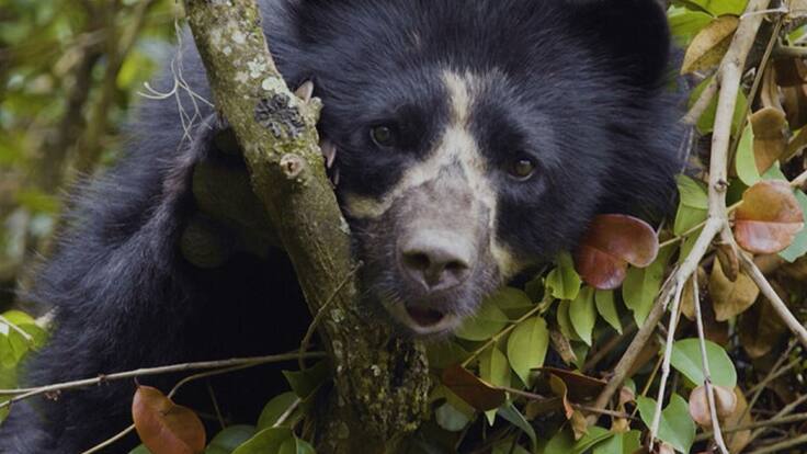 Oso de anteojos estaría en peligro por cazar un ternero en Páramo Grande