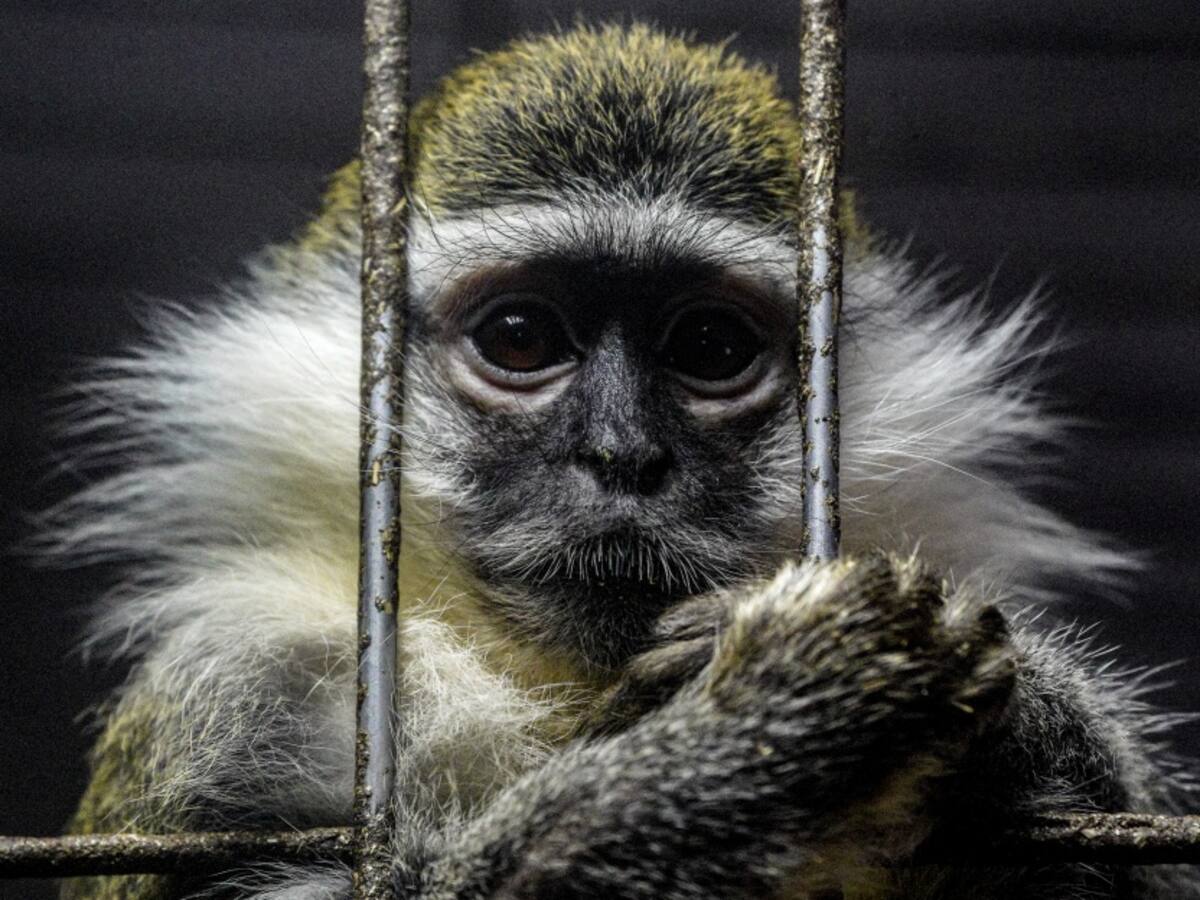 Neuralink responde a denuncia de maltrato animal