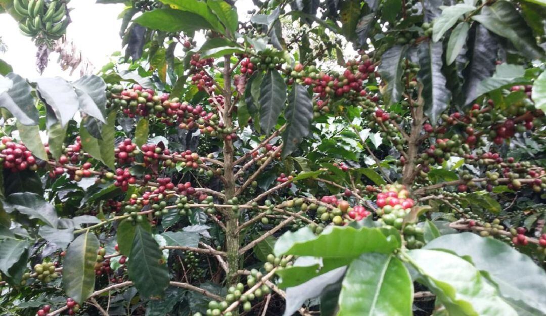 Cultivo de café en Chinchiná, Caldas