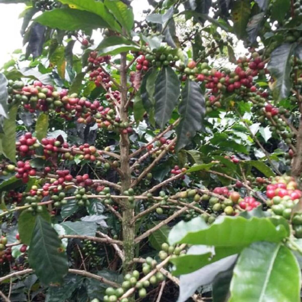 Alerta para los caficultores por velocidad de reproducción de la broca