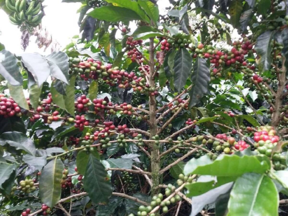 Alerta para los caficultores por velocidad de reproducción de la broca