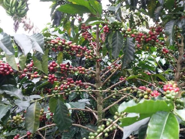 Cultivo de café en Chinchiná, Caldas