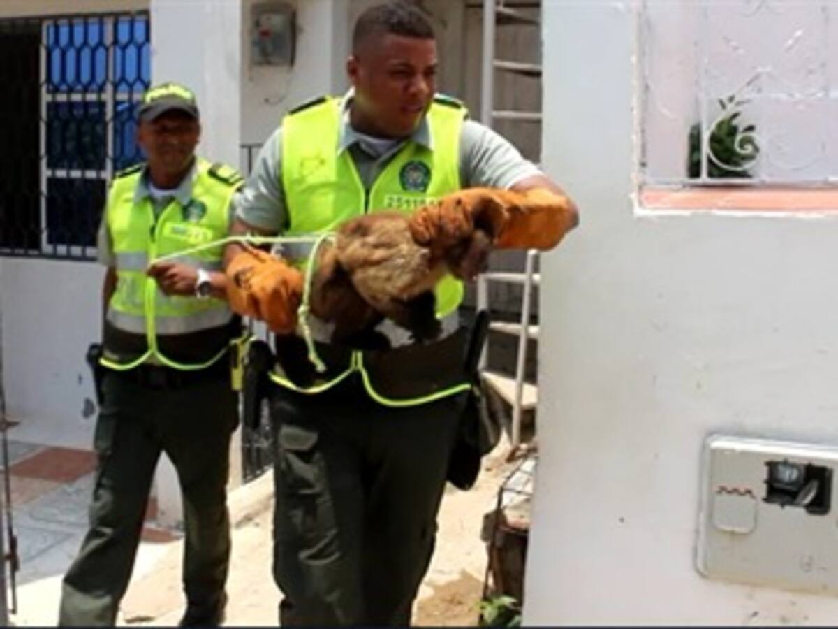 Policía de Cartagena rescata mono colorado que era atacado con piedras