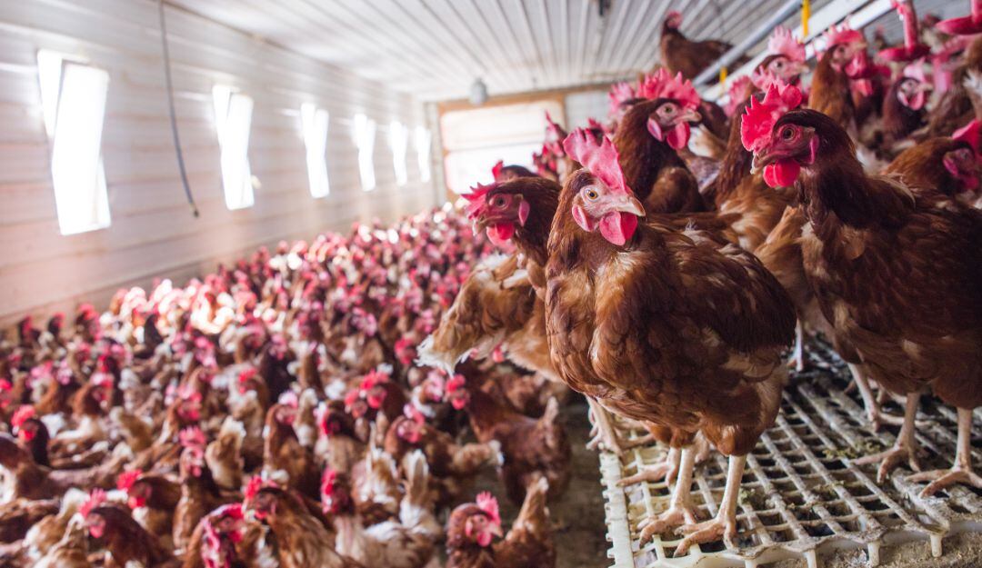 Producción avícola
