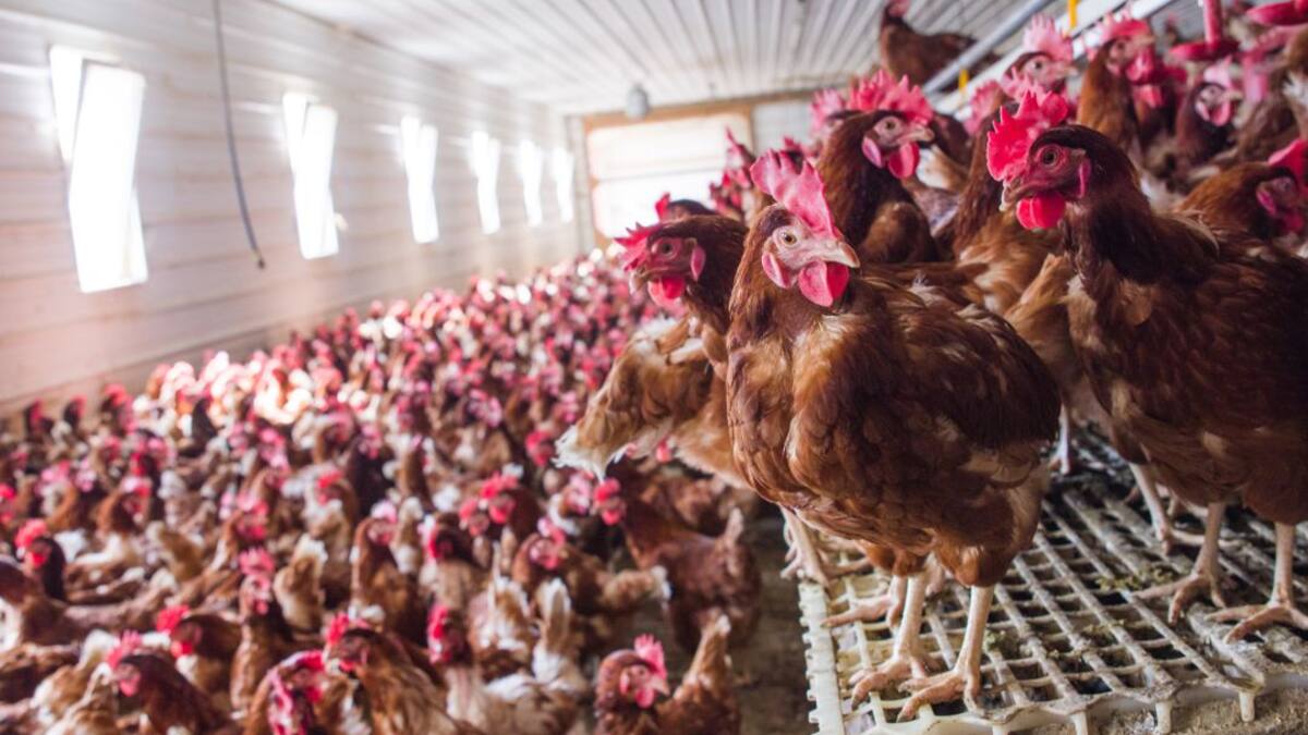 El suministro de proteína animal está garantizado, dicen expertos