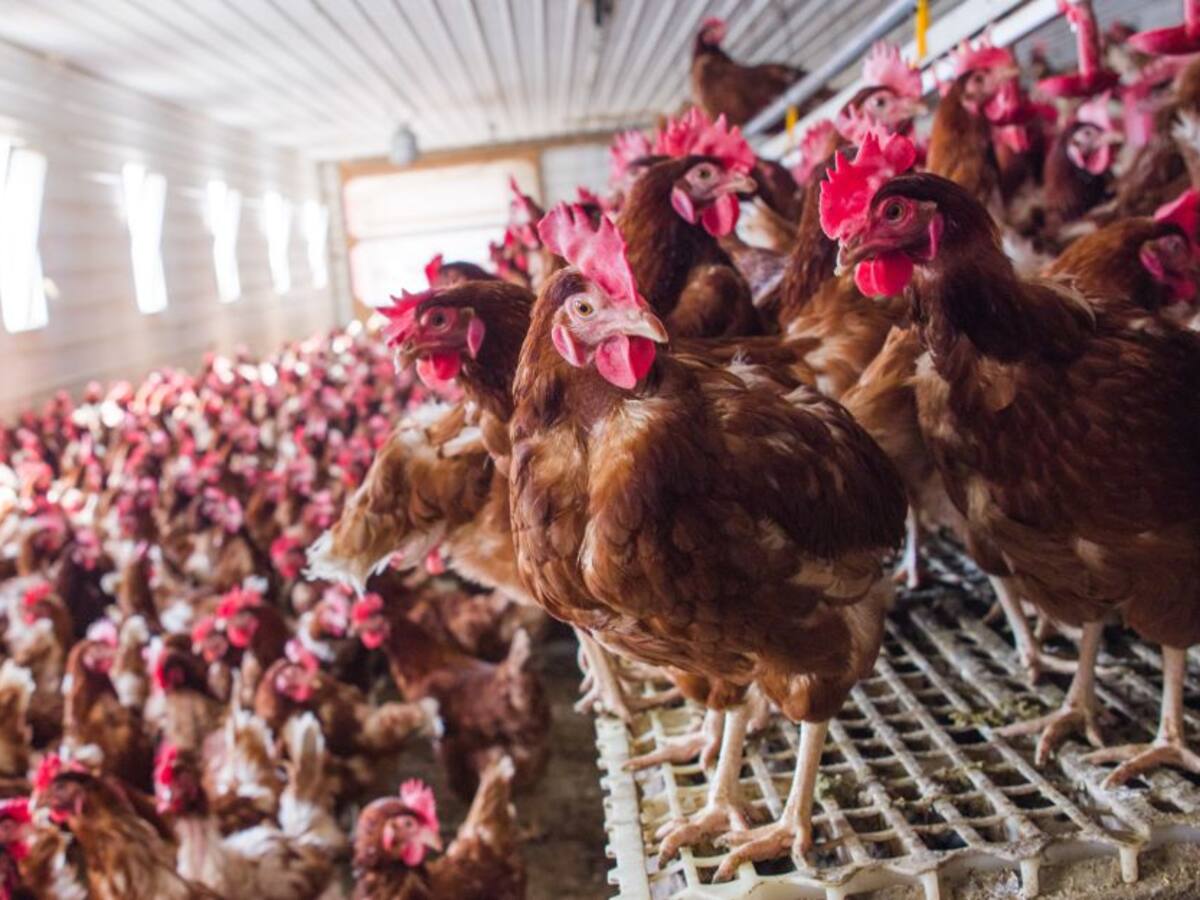 El suministro de proteína animal está garantizado, dicen expertos