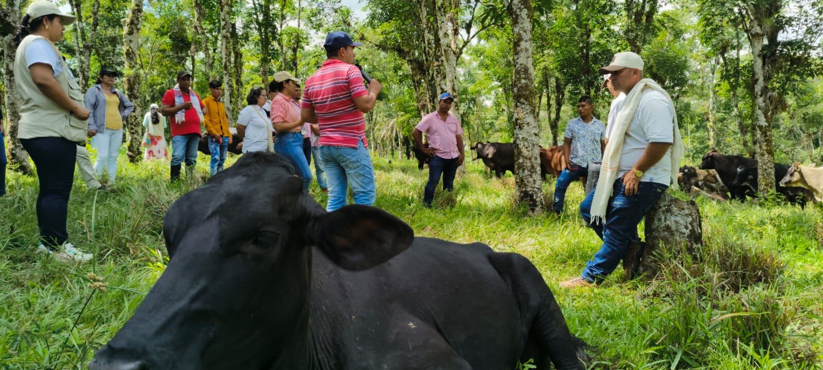 Este esfuerzo ya se replica en otras regiones del país. Foto Fondo de Ganaderos Caquetá.