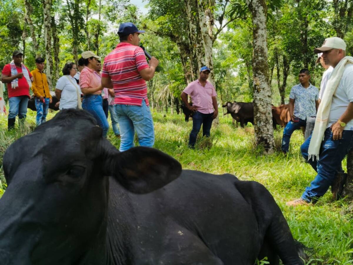 Ganaderos del Caquetá avanzan en la creación de reservas naturales para una producción sostenible