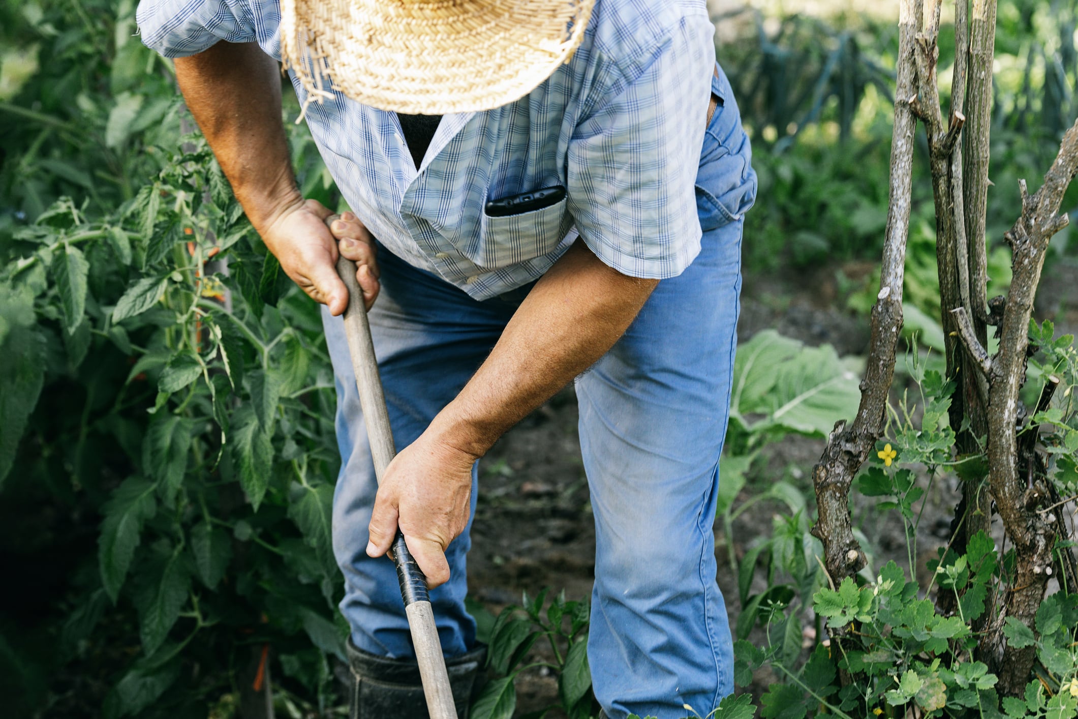 Imagen de referencia de campesino. Foto: Getty Images