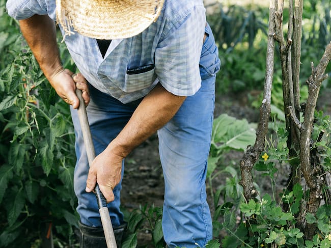 Imagen de referencia de campesino. Foto: Getty Images