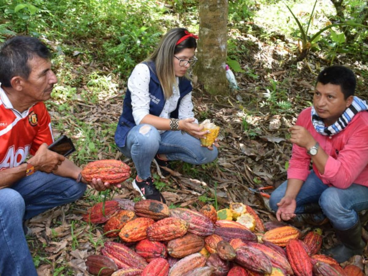 Hoy producen cacao, atrás quedaron los cultivos ilícitos