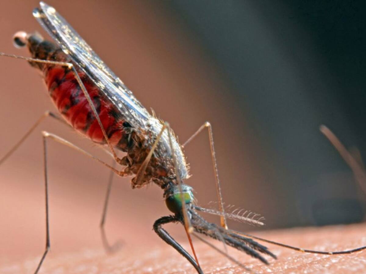 ¿Cómo funciona la 'vacunación' de mosquitos para combatir el Dengue?
