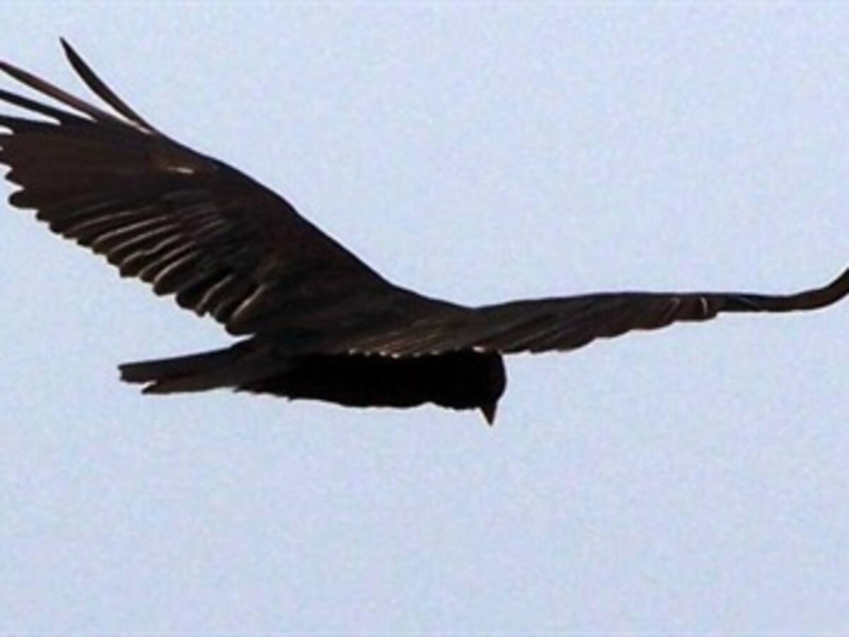 Un gallinazo estuvo a punto de causar una tragedia aérea en Santander