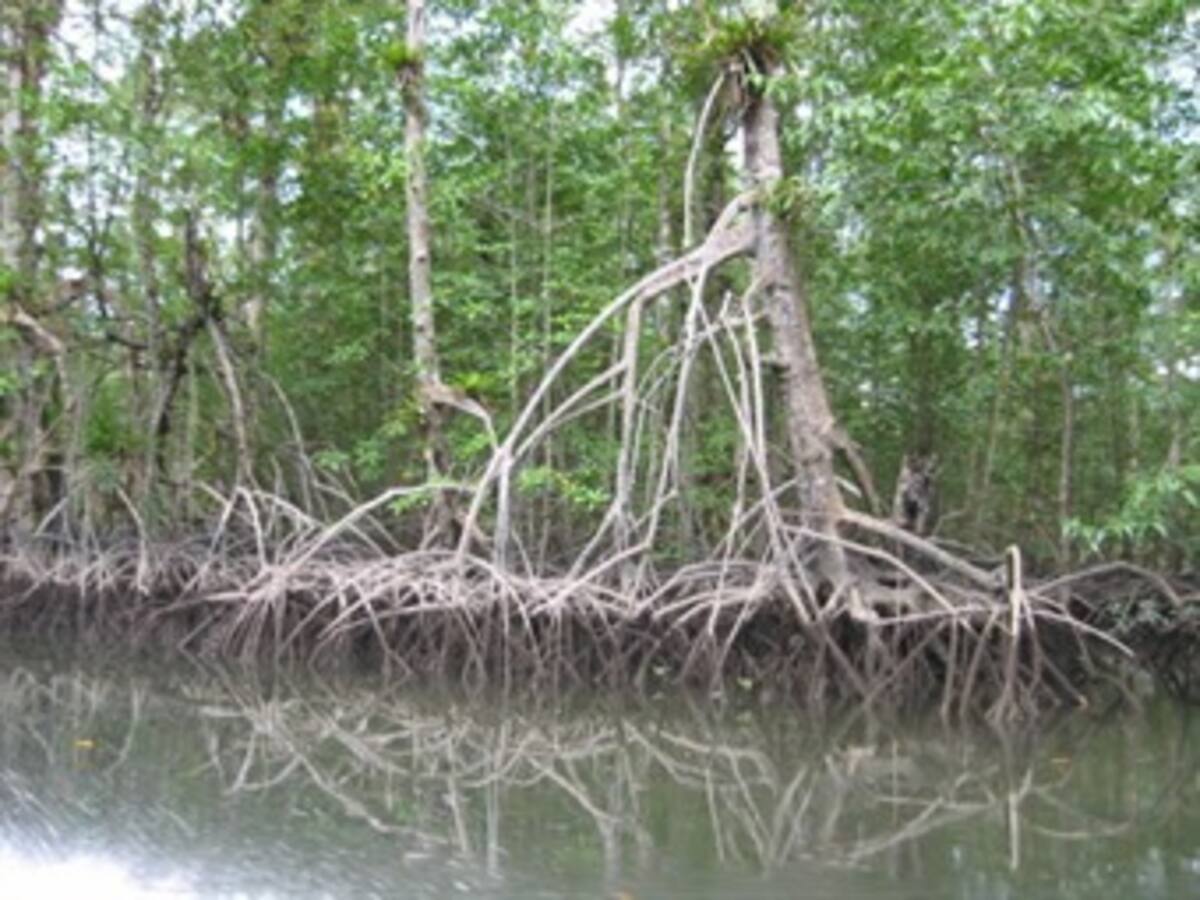 Denuncian destrucción de manglares en la doble calzada Cartagena - Barranquilla