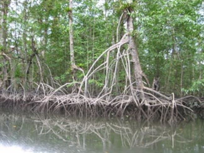 Denuncian destrucción de manglares en la doble calzada Cartagena - Barranquilla