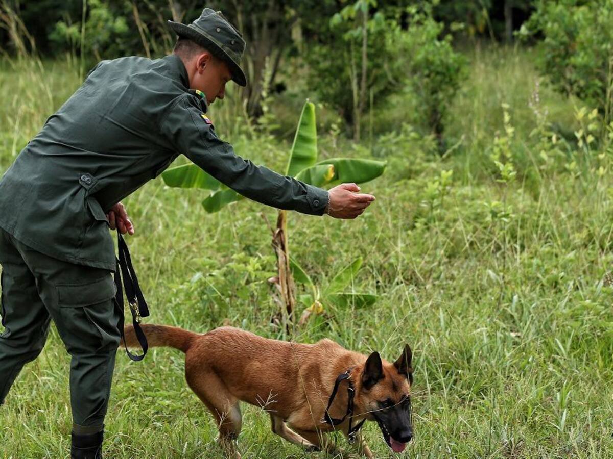 Se están realizando labores de desminado y actividades pedagógicas en Tuluá