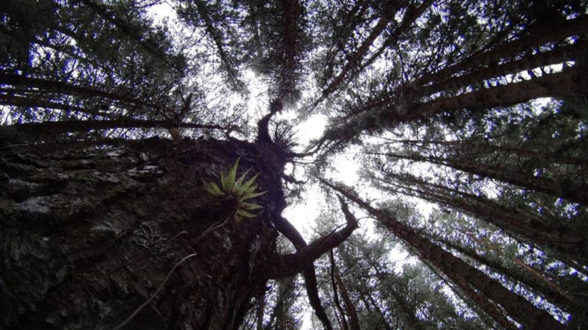 Colombia tendrá este año el 30% de su territorio marino y terrestre como área protegida