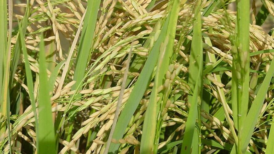 Arroz colombiano. Foto: Colprensa