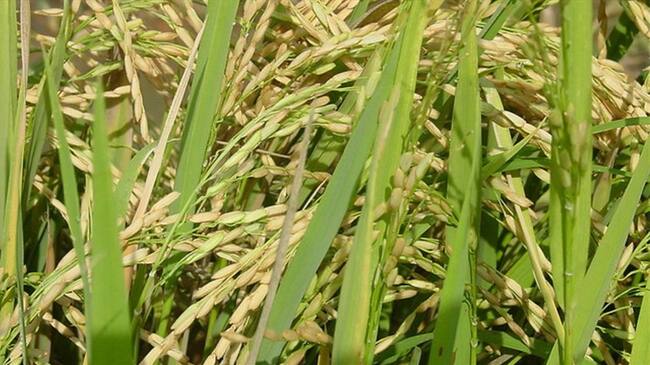 Arroz colombiano. Foto: Colprensa