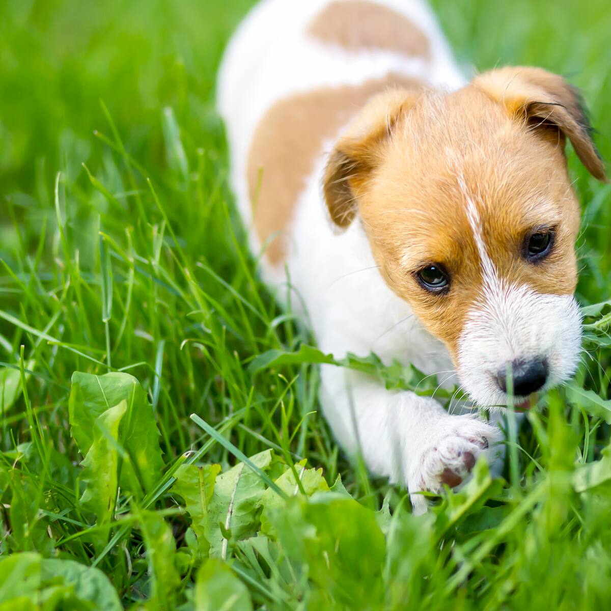 ¿Es bueno que un perro coma pasto? Estudio reveló lo que les podría pasar
