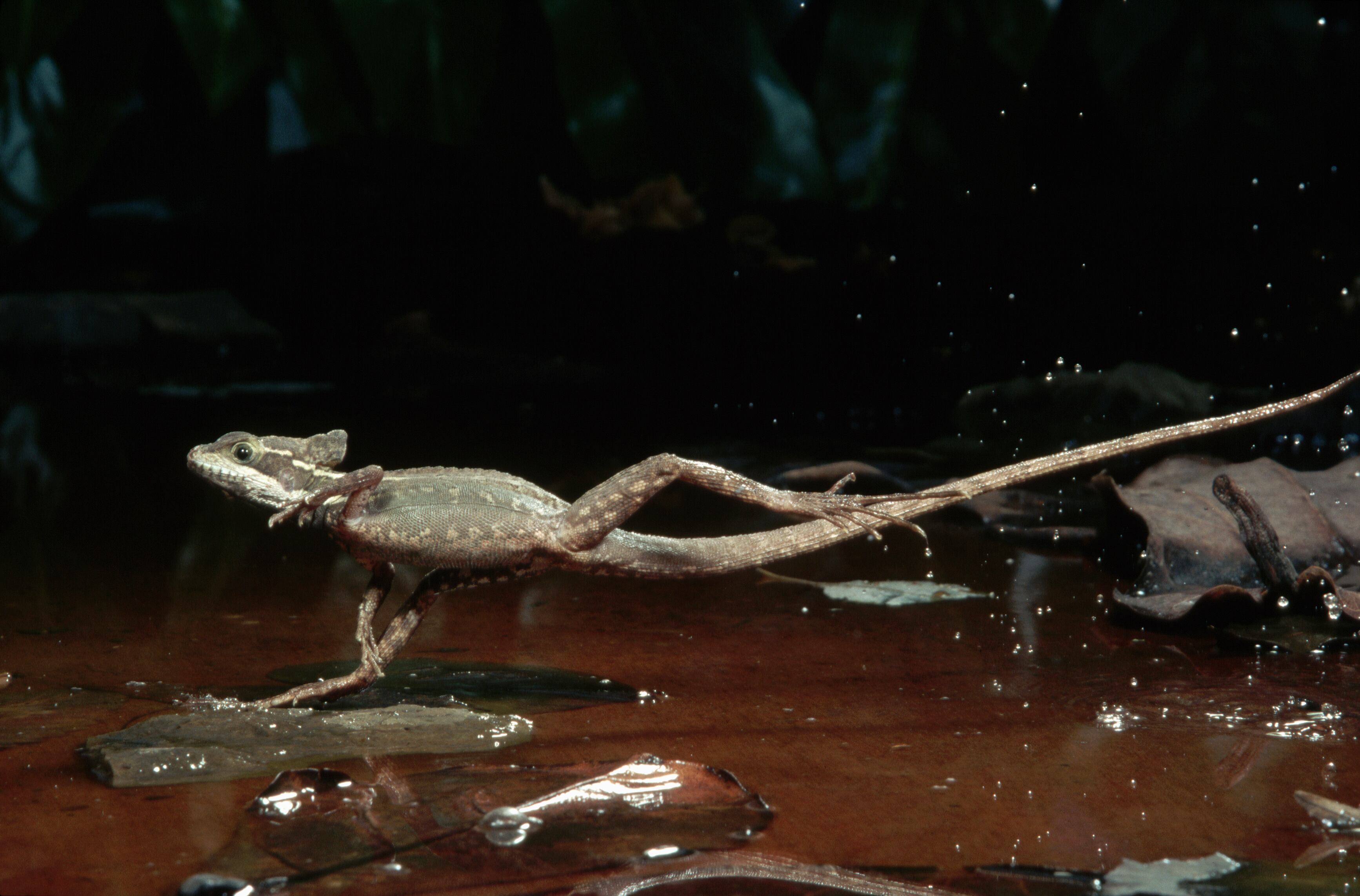 Basilisco corriendo sobre el agua. Foto: Getty Images.