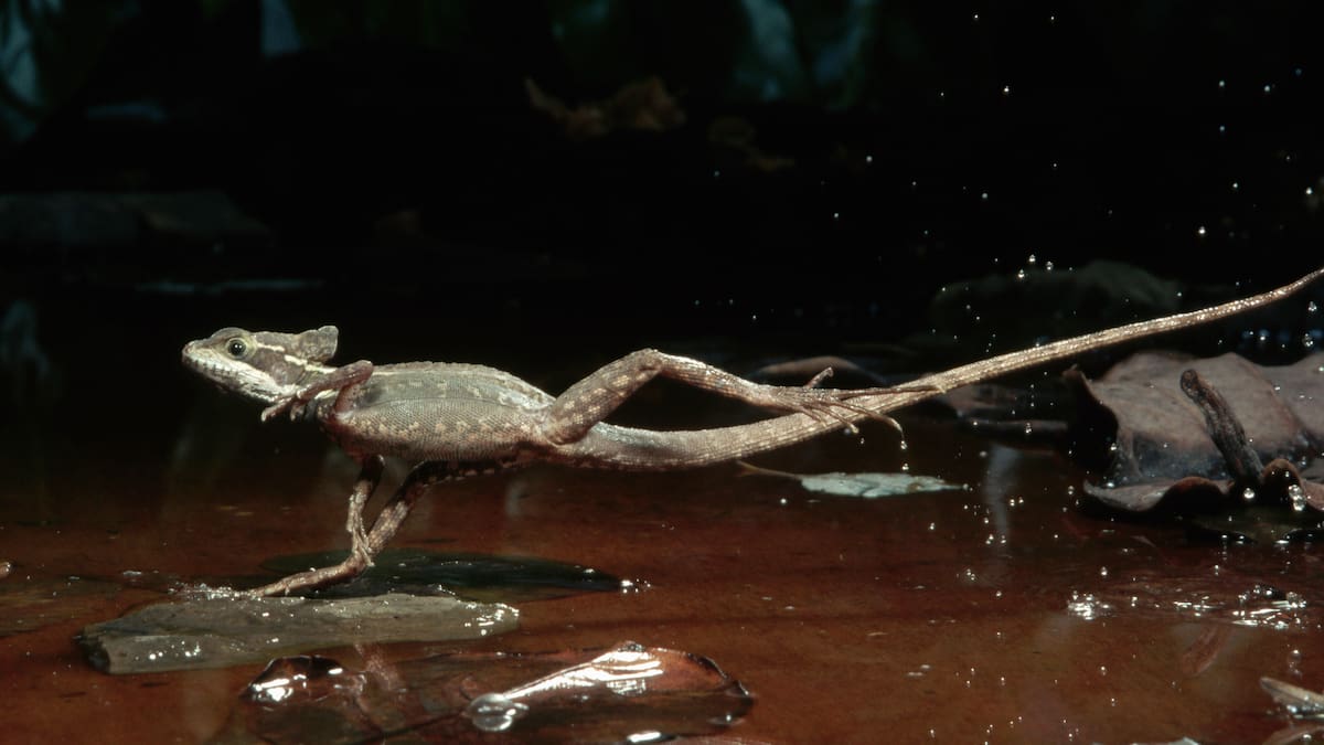 Vive en Colombia: así es uno de los pocos animales del mundo que puede correr sobre el agua | VIDEO