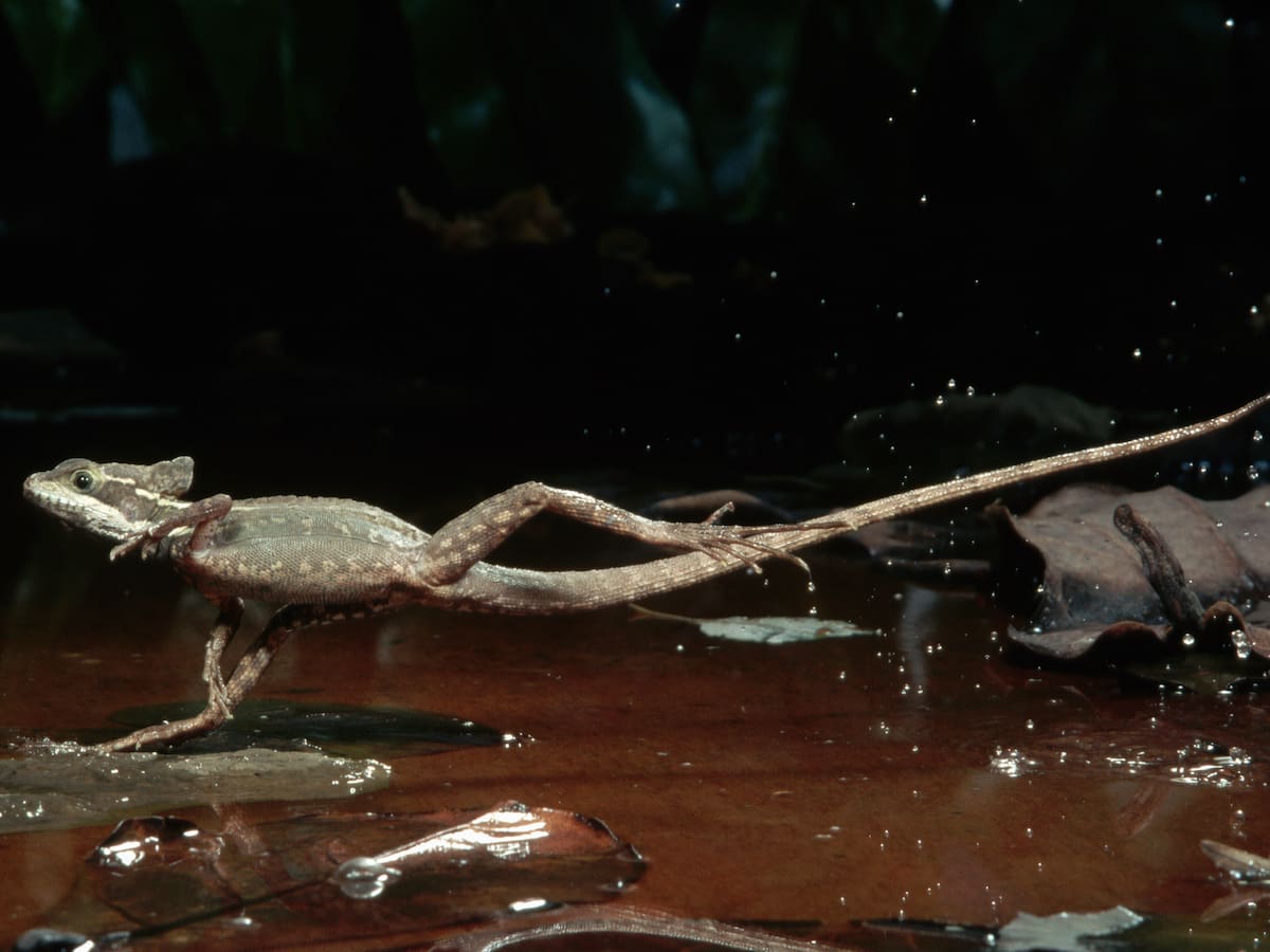 Vive en Colombia: así es uno de los pocos animales del mundo que puede correr sobre el agua | VIDEO