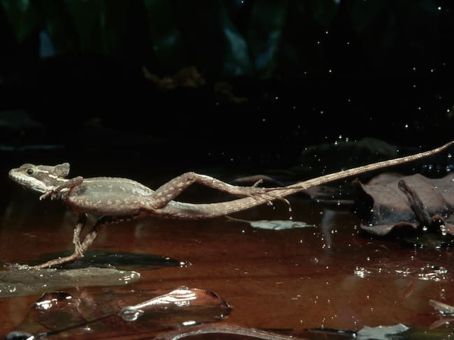 Basilisco corriendo sobre el agua. Foto: Getty Images.
