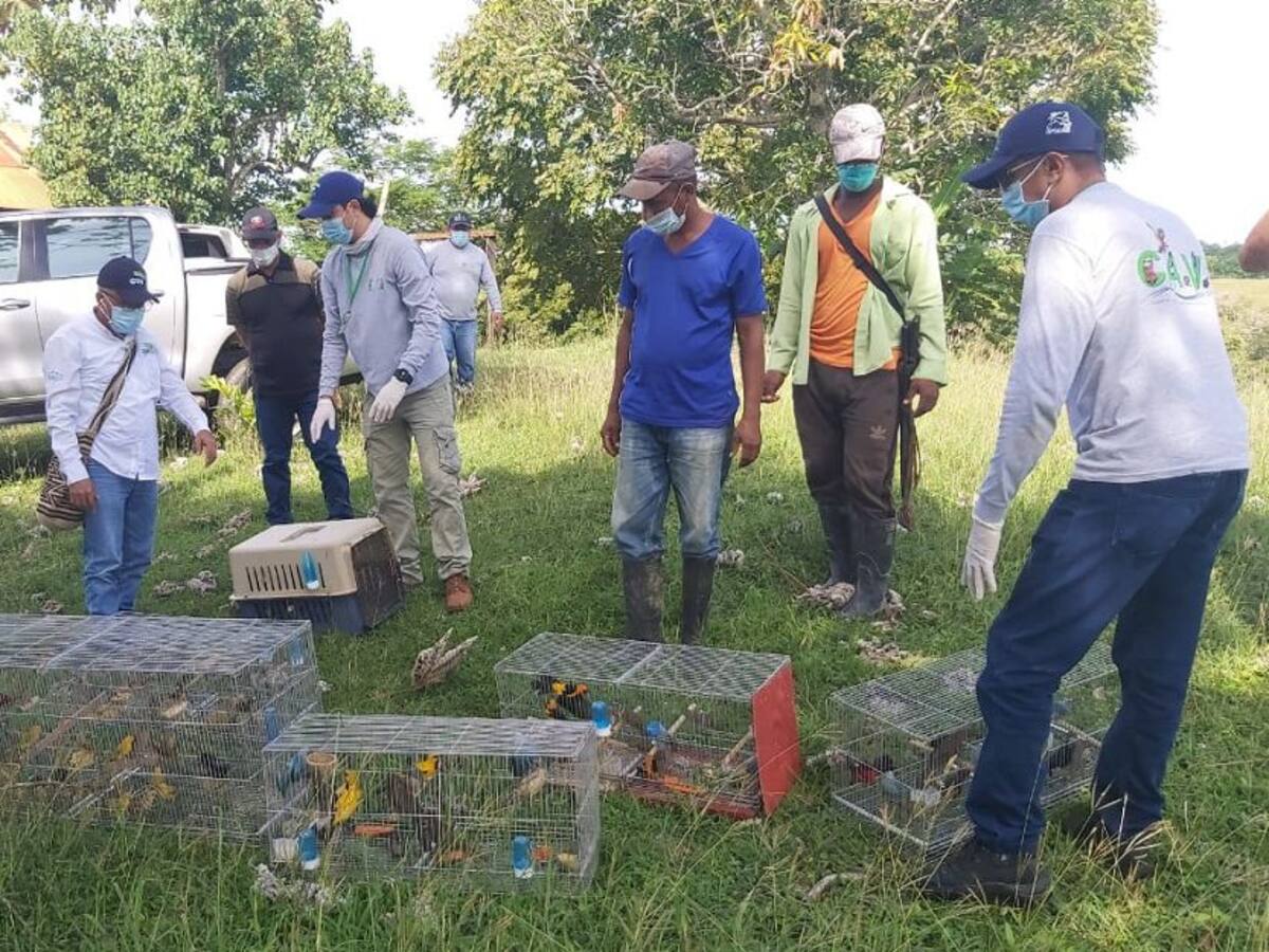 En Córdoba, 253 animales silvestres regresaron a su hábitat natural