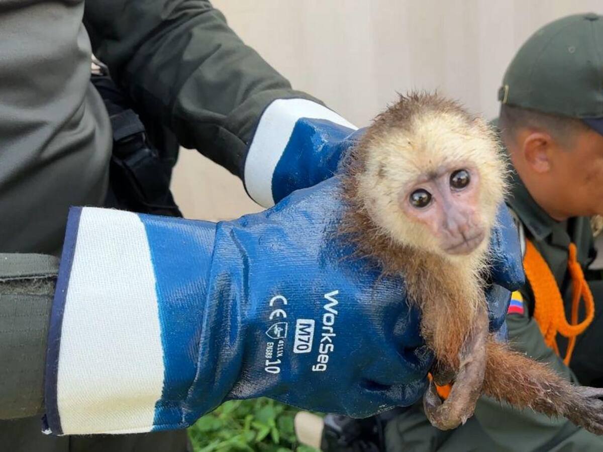 53 animales que eran transportados ilegalmente fueron rescatados en Magangué: hay un capturado