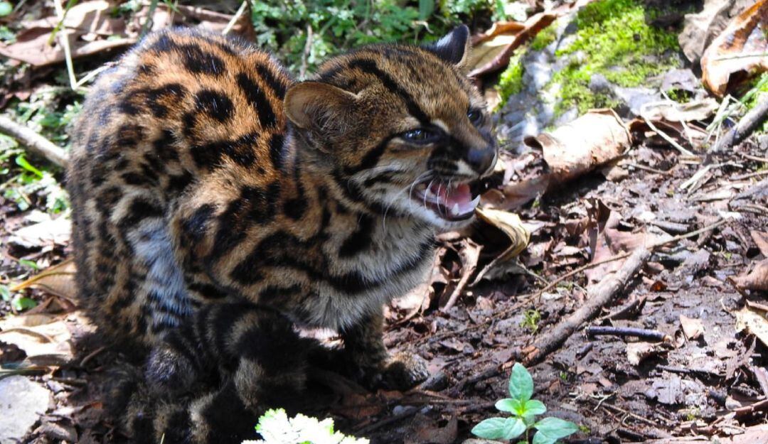 Tigrilla vuelve a su hábitat natural en el sur del Huila.