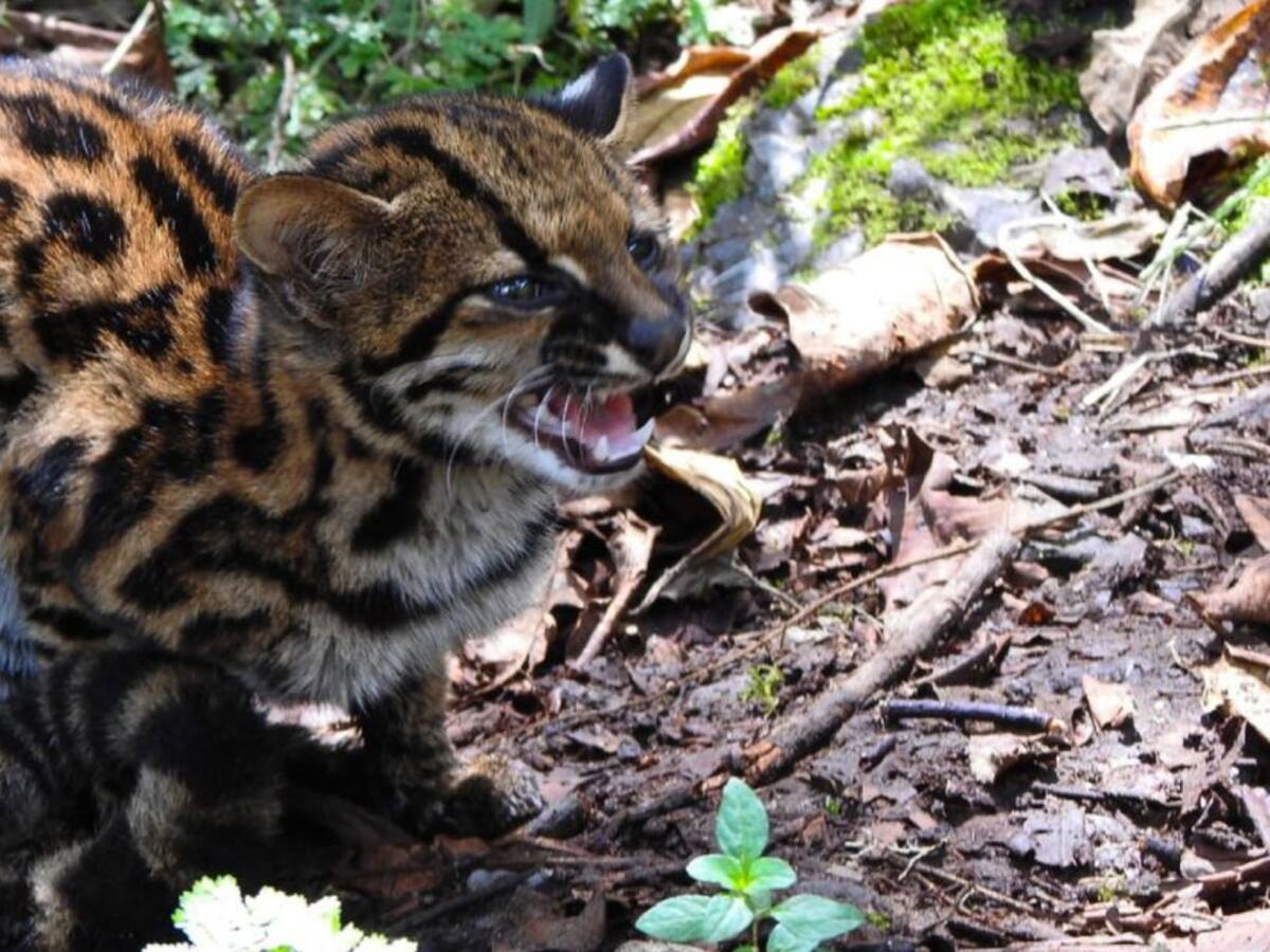 Tigrilla vuelve a su hábitat natural en el sur del Huila