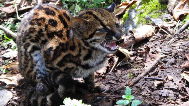 Tigrilla vuelve a su hábitat natural en el sur del Huila.