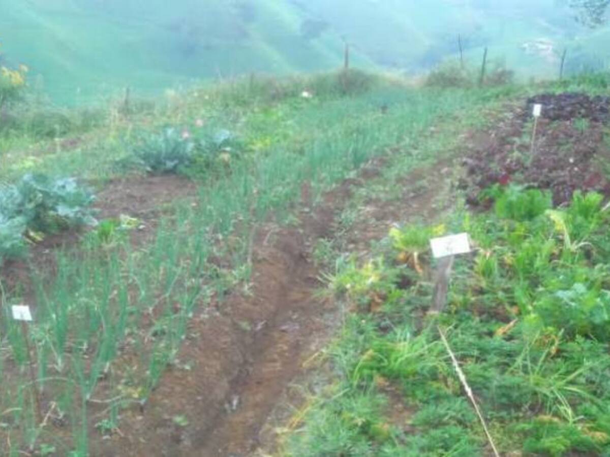 Cultivos de Risaralda están afectados por las lluvias