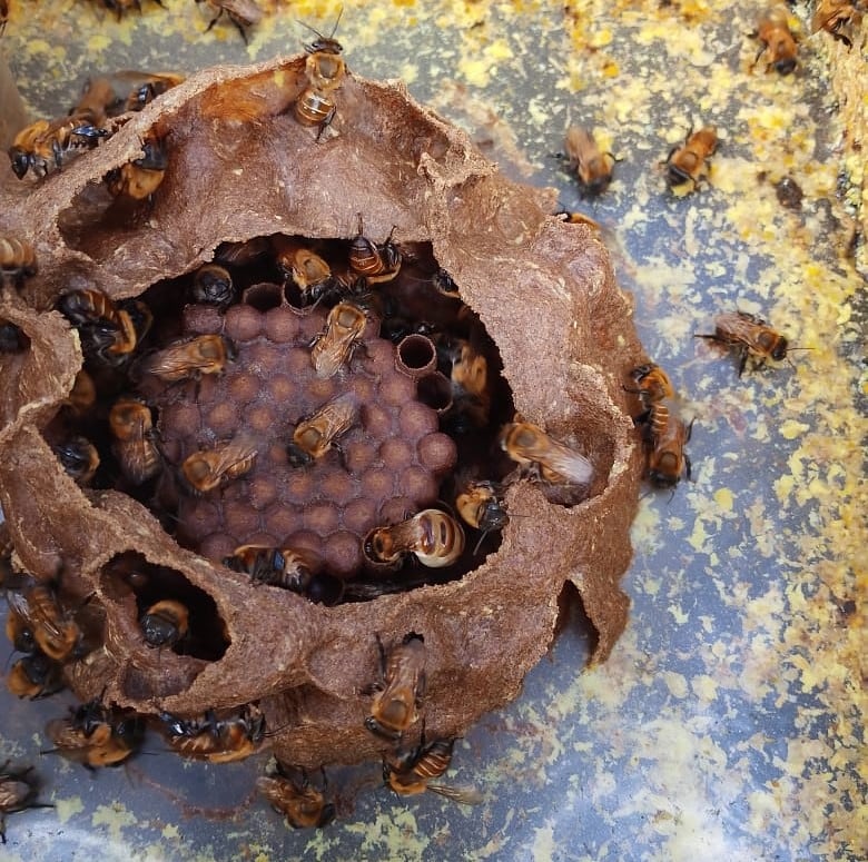 El fenómeno de El Niño y las altas temperaturas están afectando la producción de miel. Foto Apicultor