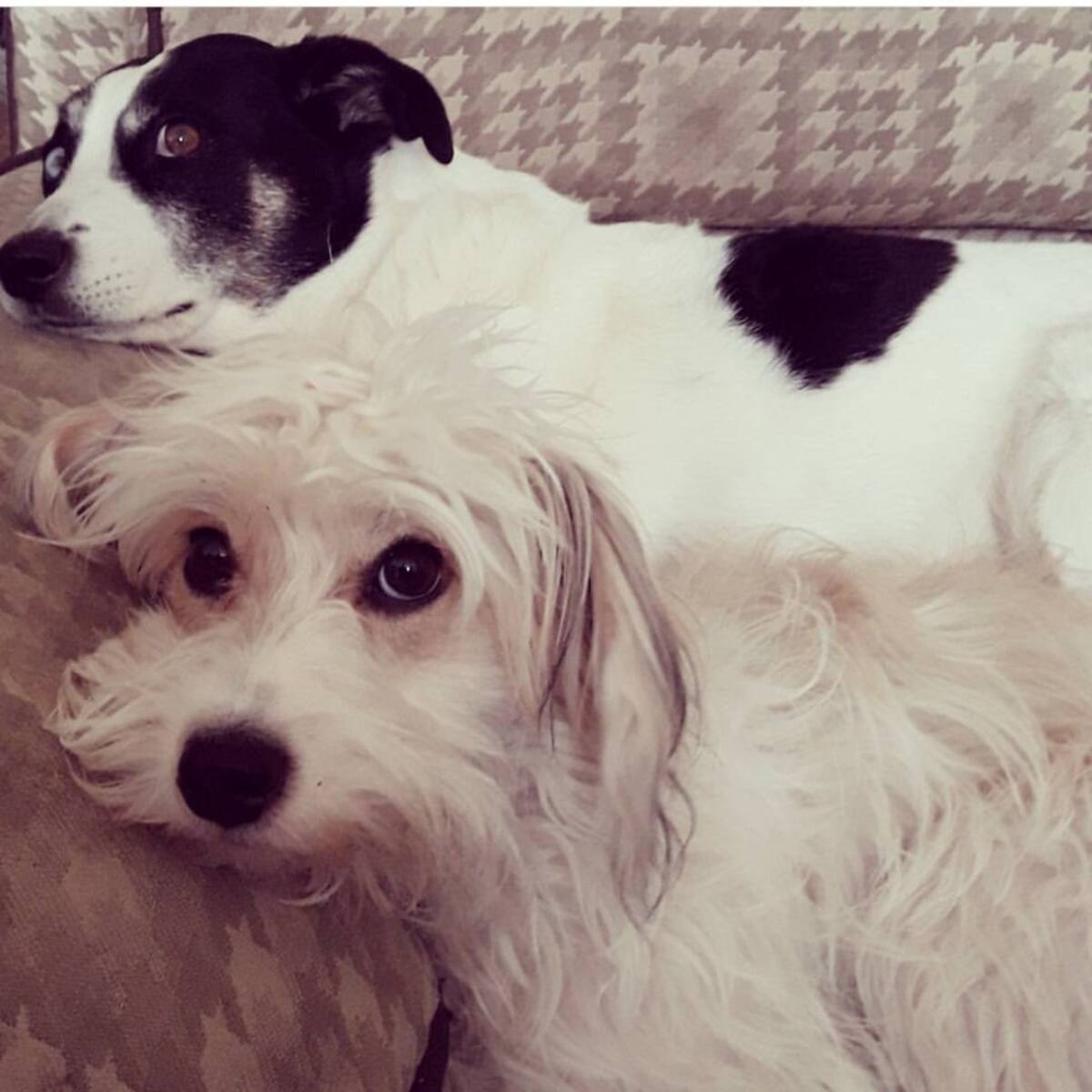 Katherine Trochez nos mandó la foto de las miradas de sus perritas Luna y Mechas