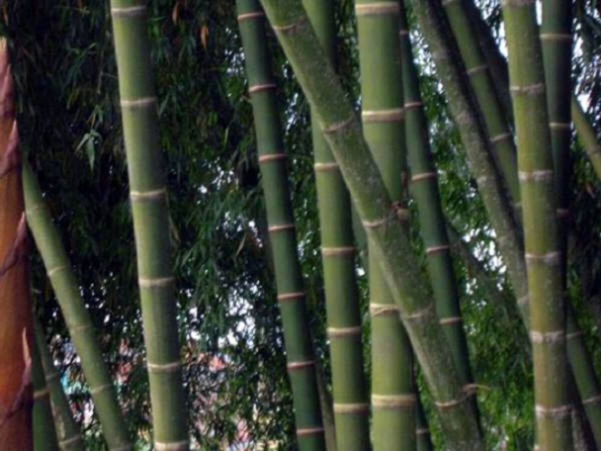 Colombia planea sembrar 2 millones de hectáreas de guadua