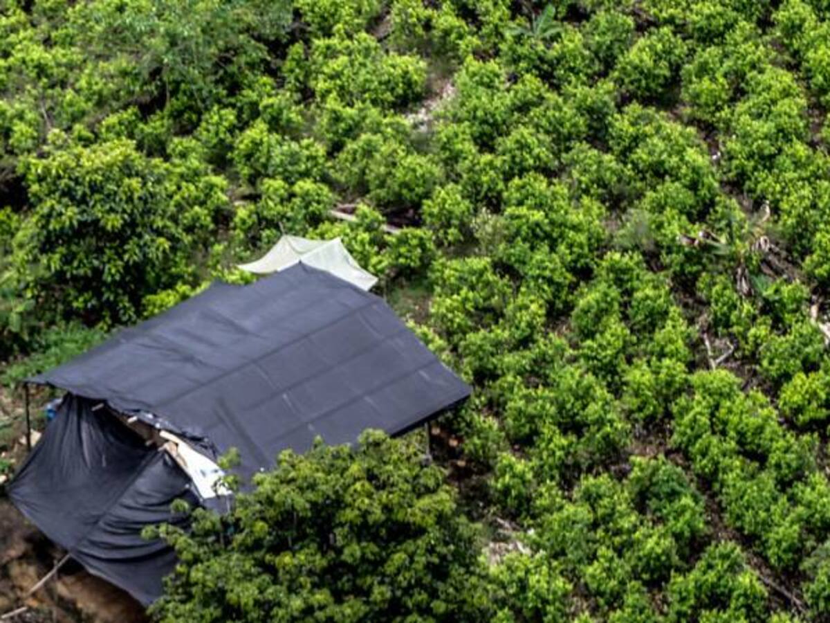 Policía llama a comunidad internacional para frenar cultivos ilícitos